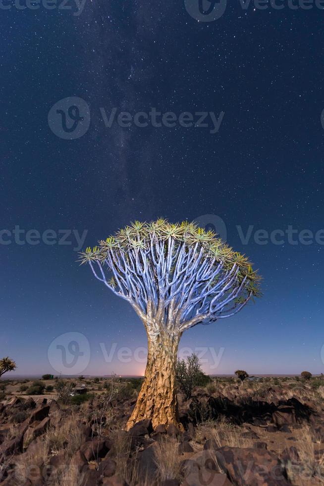 Quiver Tree Forest - Nambia photo