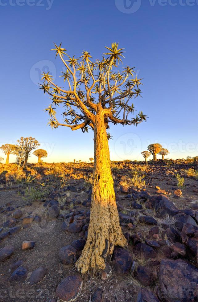 Quiver Tree Forest - Nambia photo