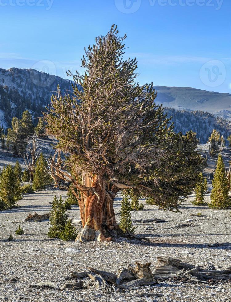 Ancient Bristlecone Pine Forest photo