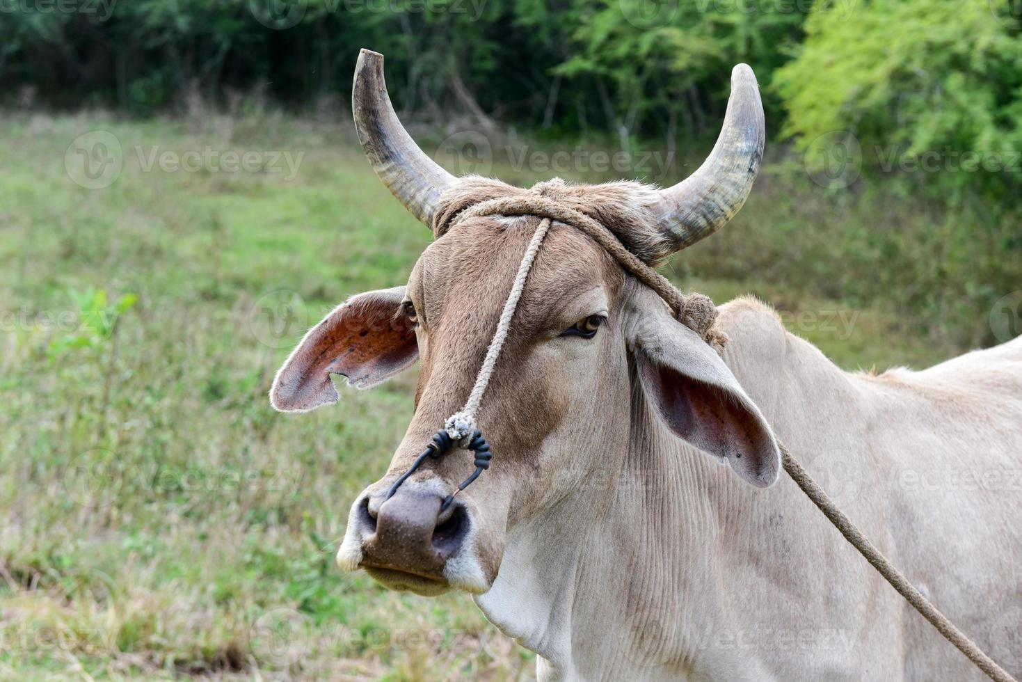 Cuban Cow in the field in Vinales, Cuba. photo