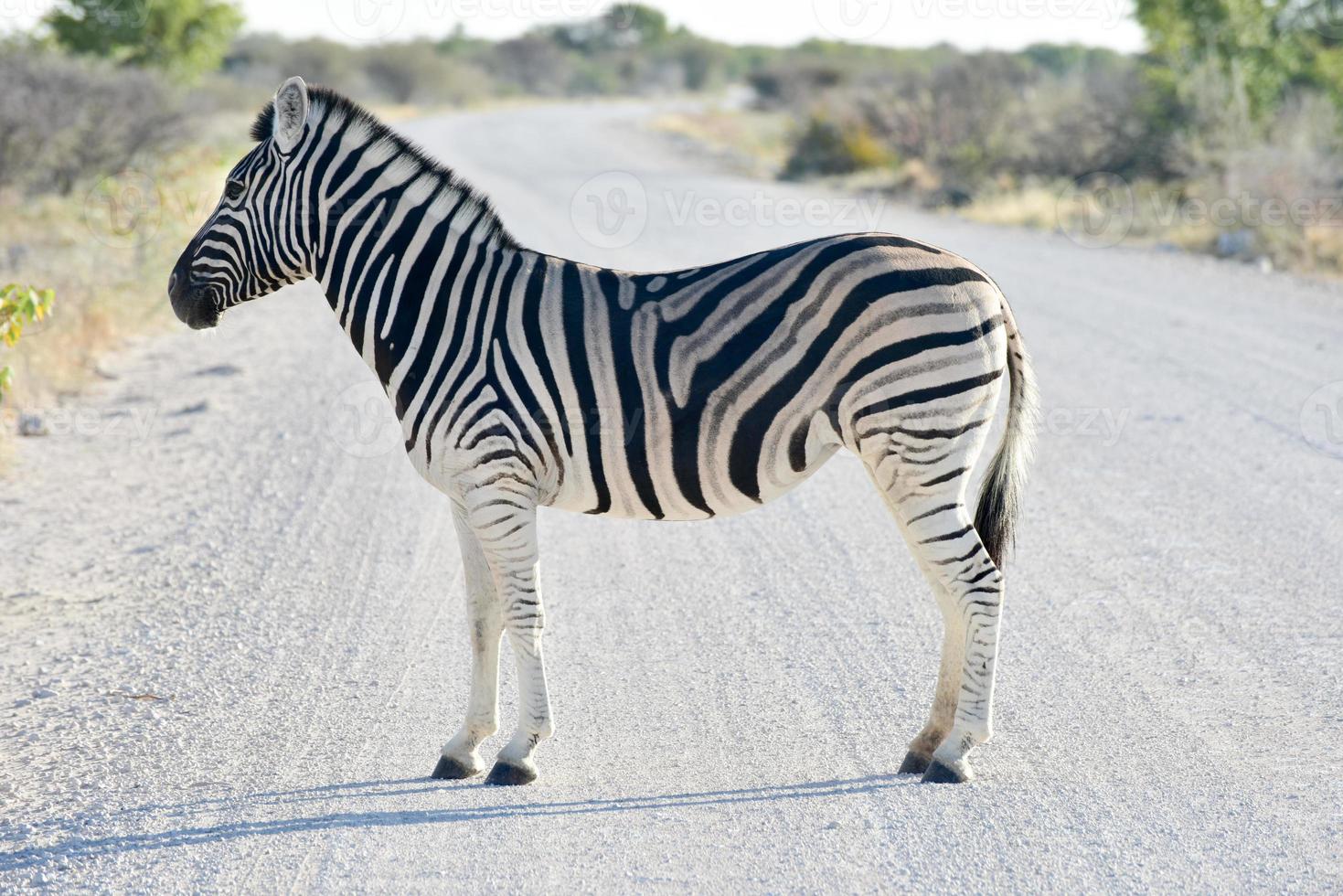 cebra - etosha, namibia foto