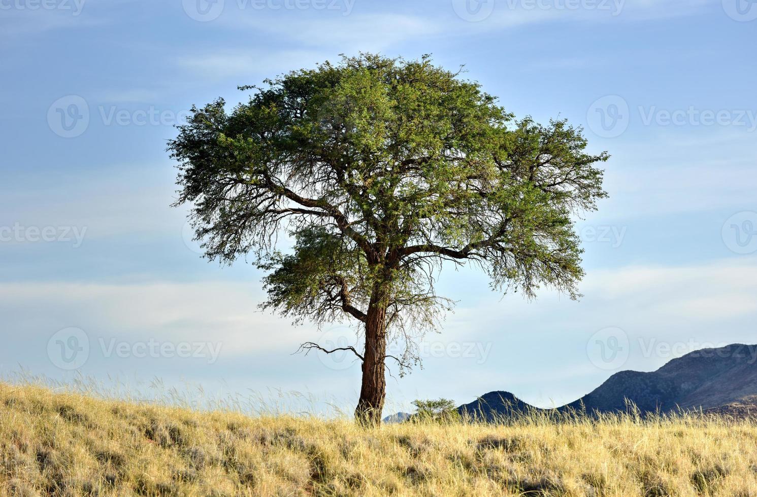 Desert Landscape - NamibRand, Namibia photo