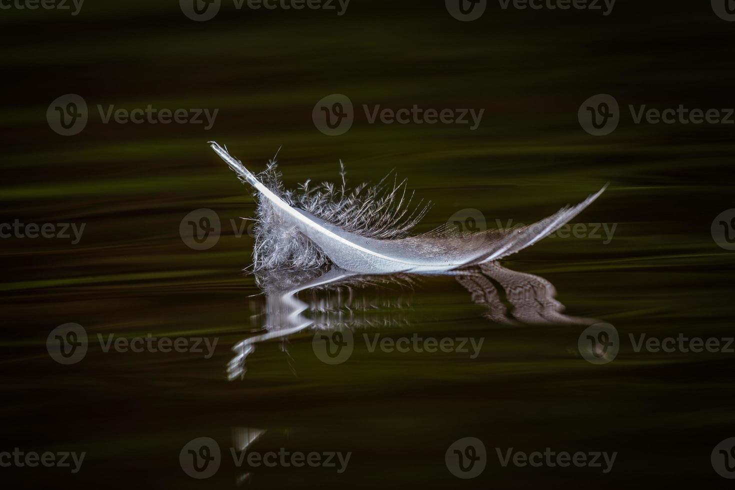 White Bird Feather on the Green Background photo