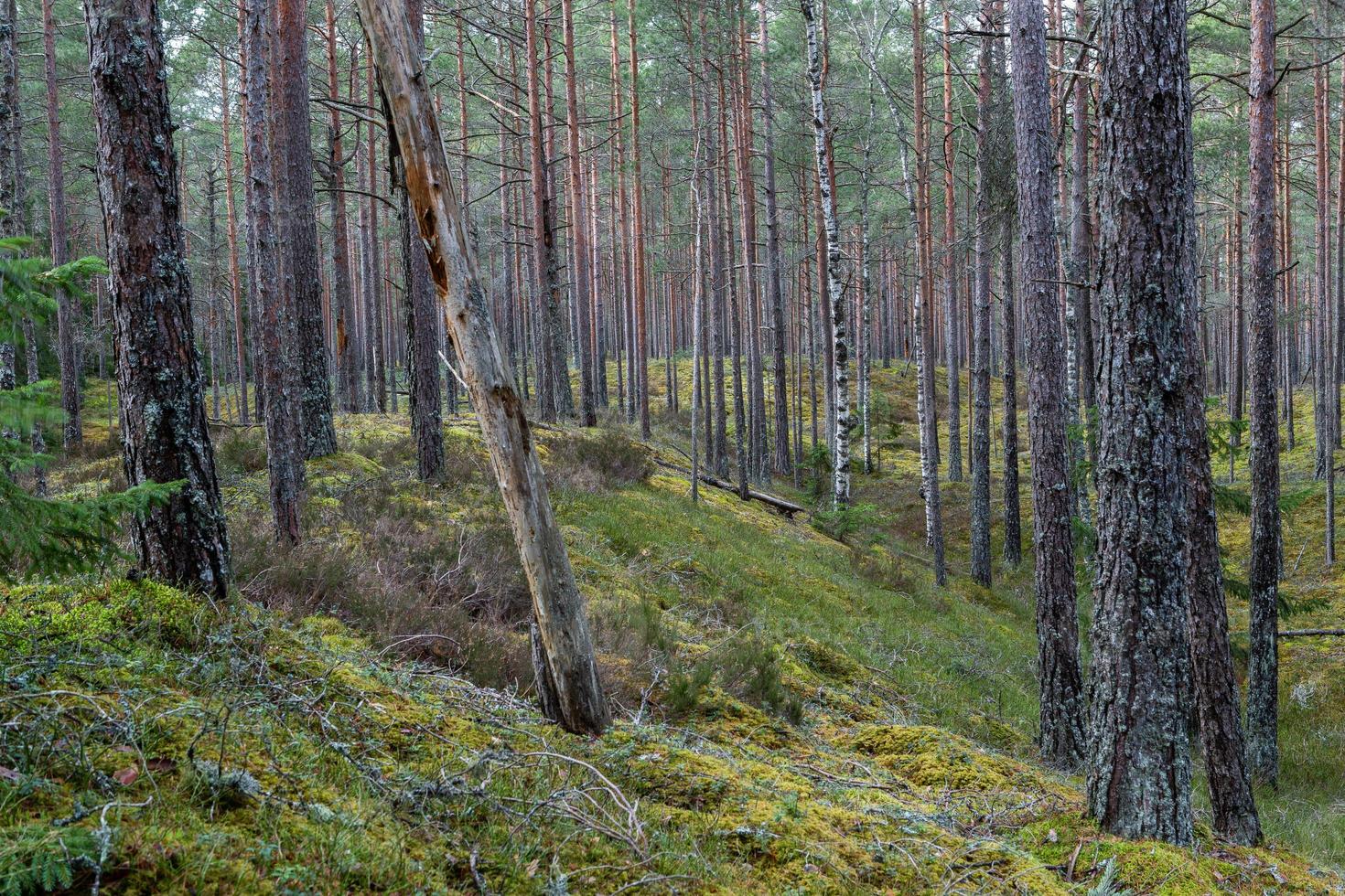 Evergreen Pine and Spruce Forests photo