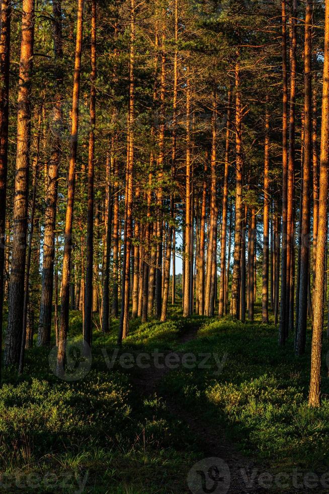 bosque bajo el sol foto