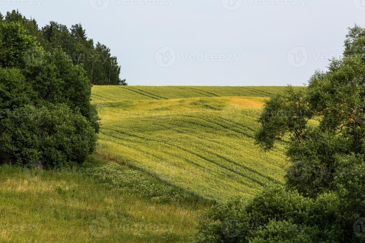 paisajes rurales de verano en los estados bálticos foto