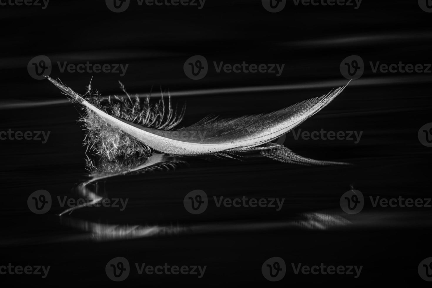 Bird Feather in Black and White photo