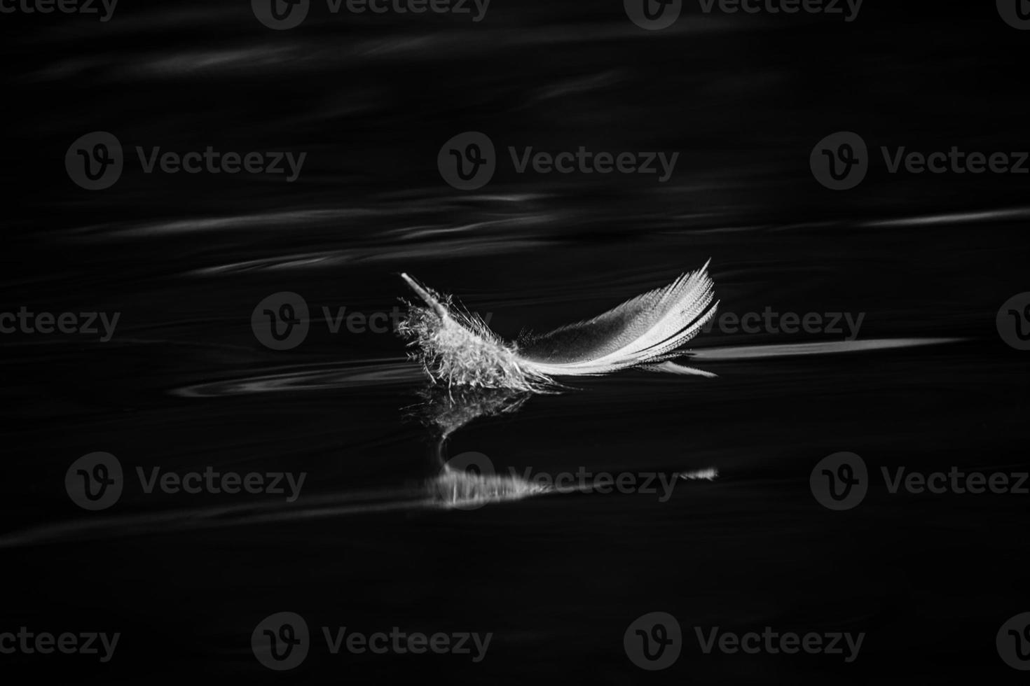 Bird Feather in Black and White photo