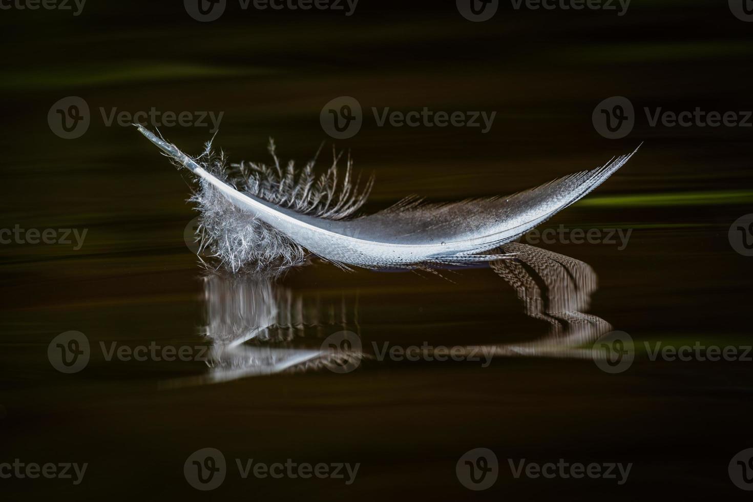 White Bird Feather on the Green Background photo