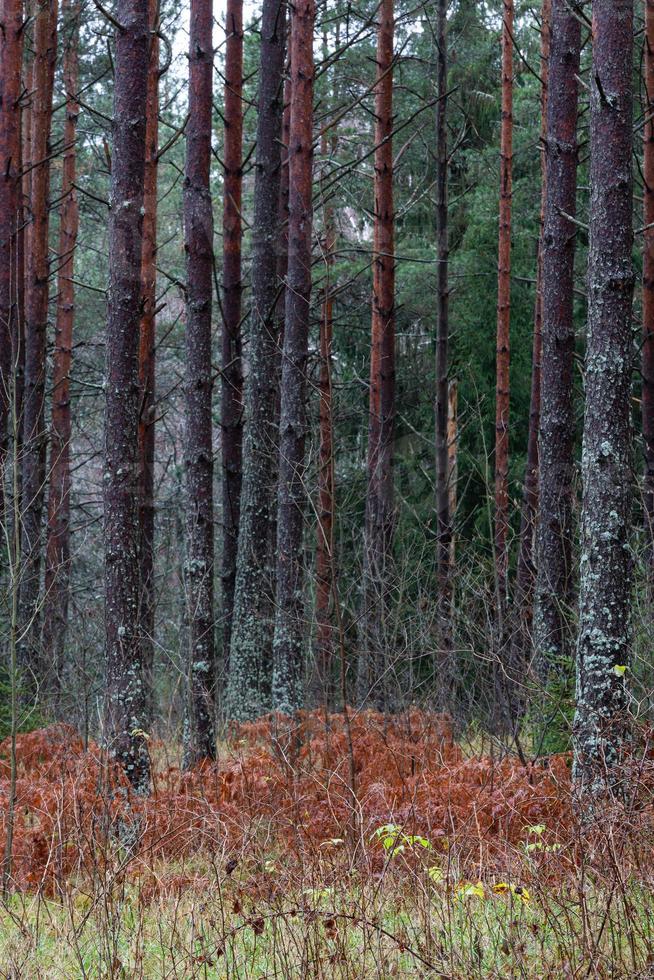 Evergreen Pine and Spruce Forests photo