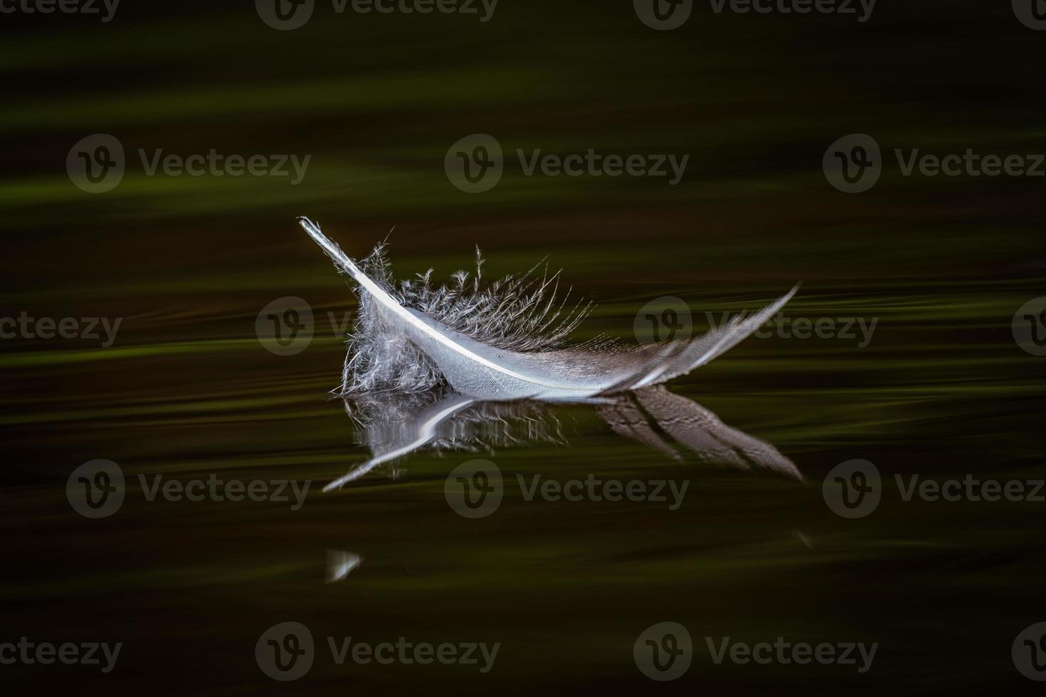 White Bird Feather on the Green Background photo