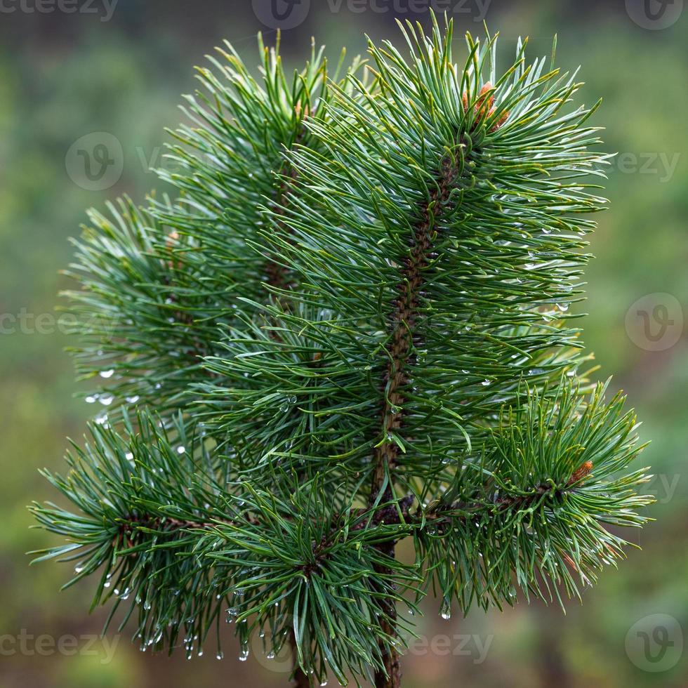 Young Pine Cones photo