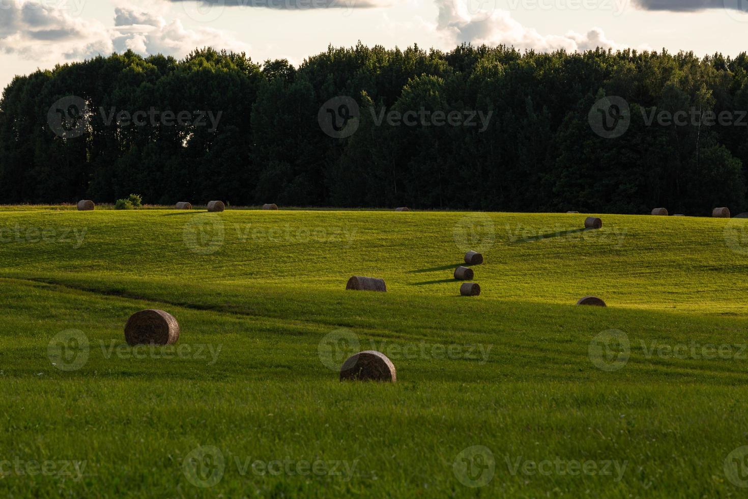 Rural Summer landscapes in Baltic States photo