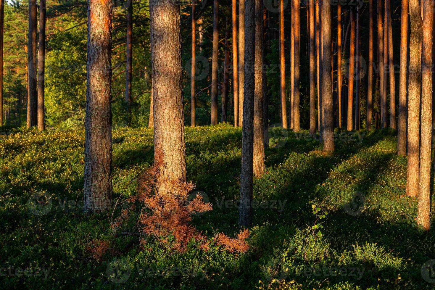 forest in the sunshine photo