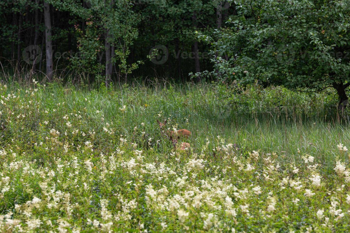 Summer Landscapes in Latvia photo