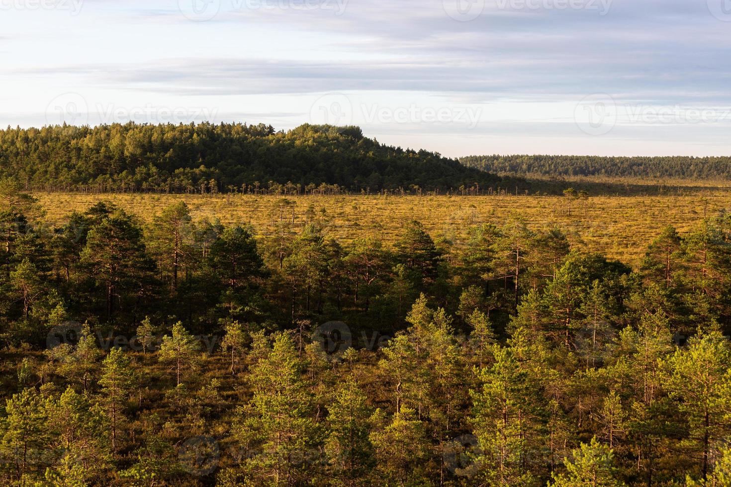 forest in the sunshine photo