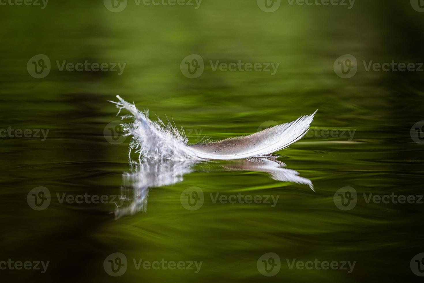 White Bird Feather on the Green Background photo