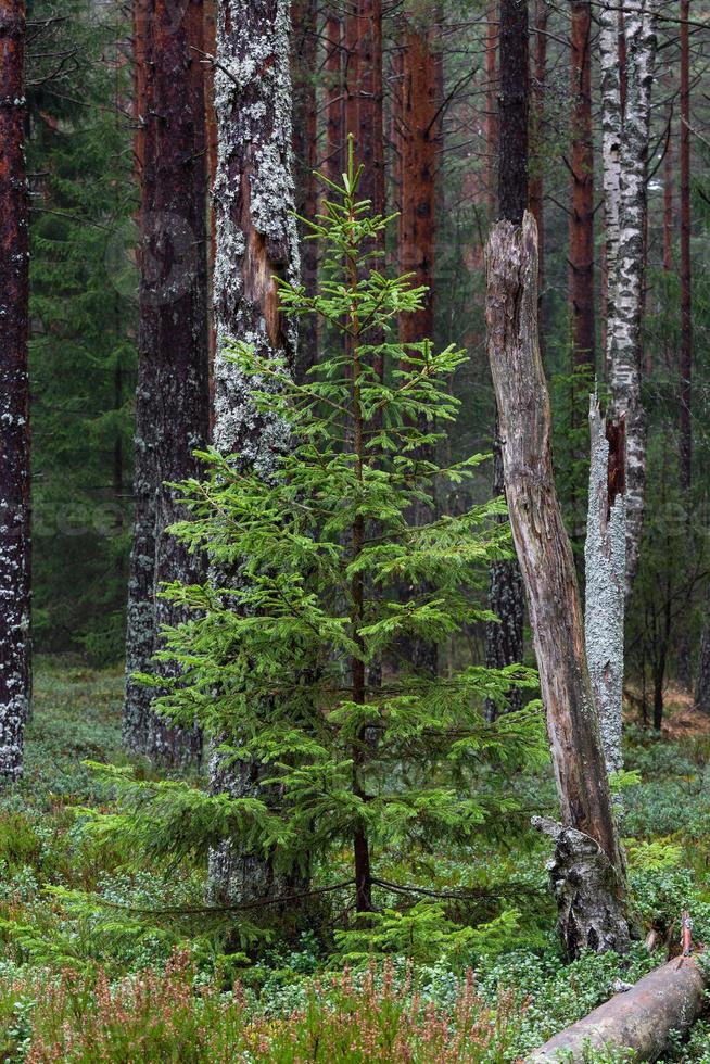Evergreen Pine and Spruce Forests photo