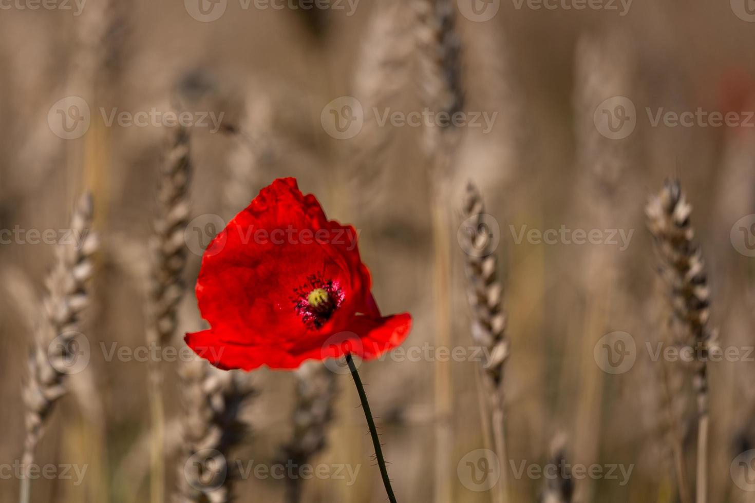 Red Poppies in a Field of Crops photo