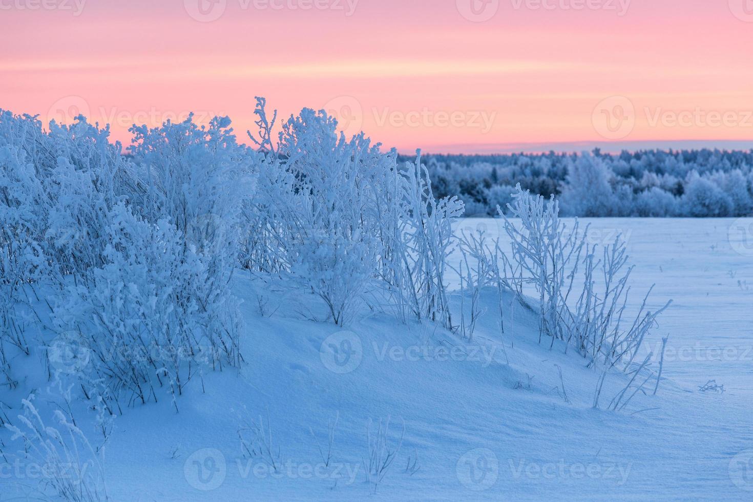 paisajes de invierno en estonia foto