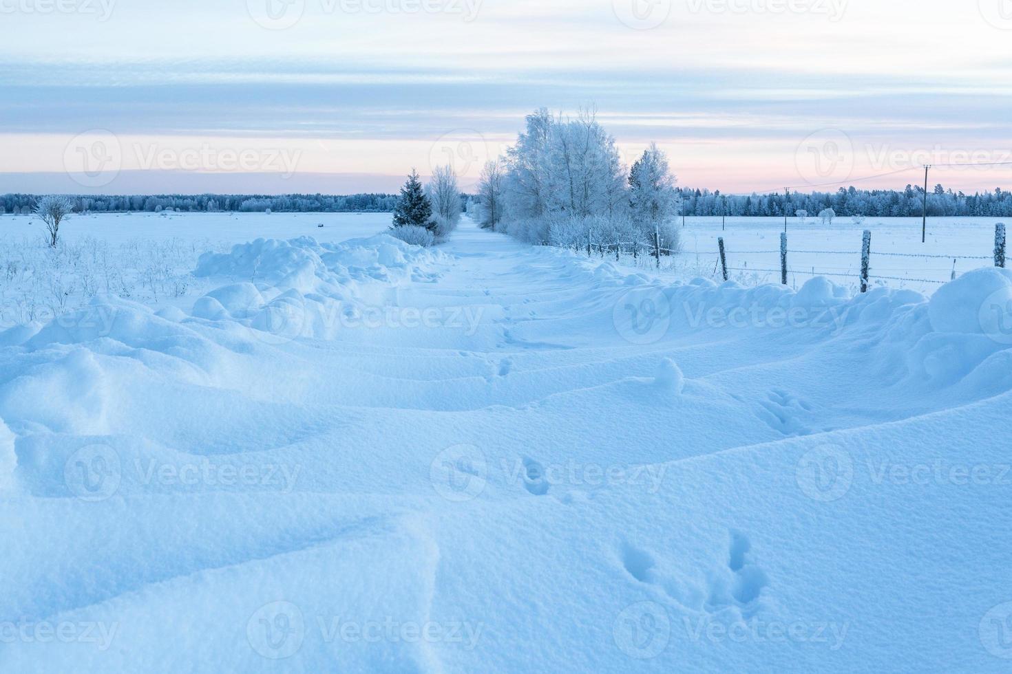 Winter Landscapes in Estonia photo