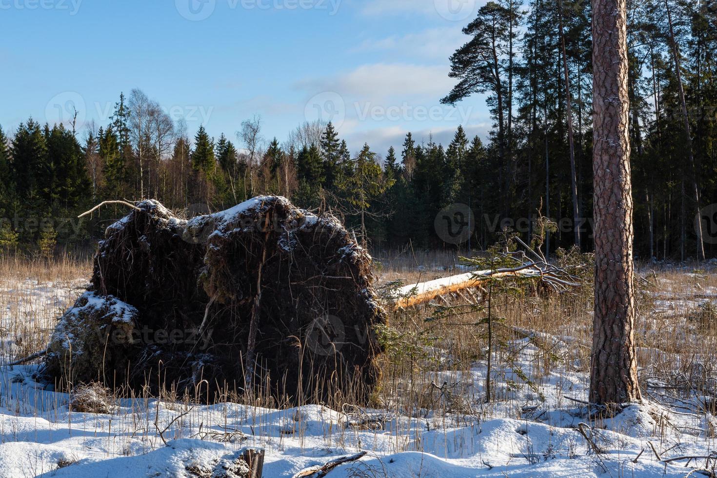 forest in the sunshine photo