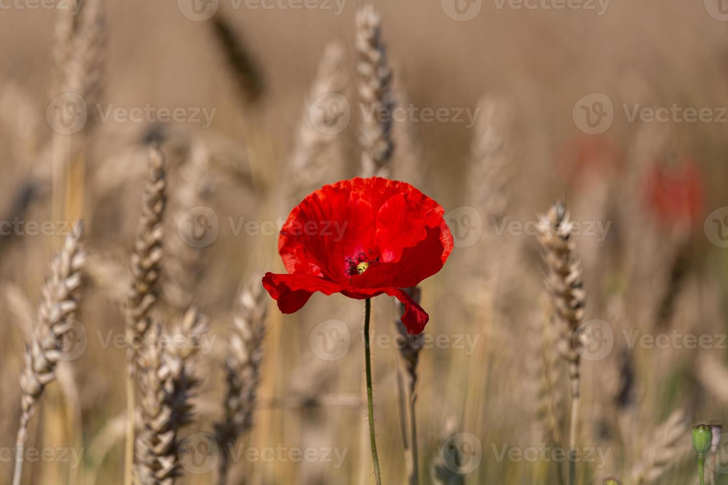 Red Poppies in a Field of Crops photo