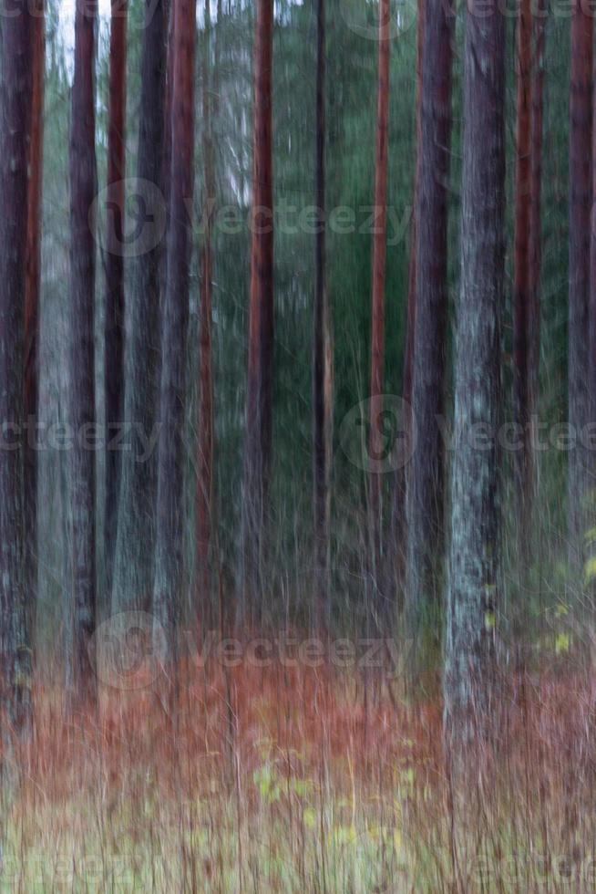 Evergreen Pine and Spruce Forests photo