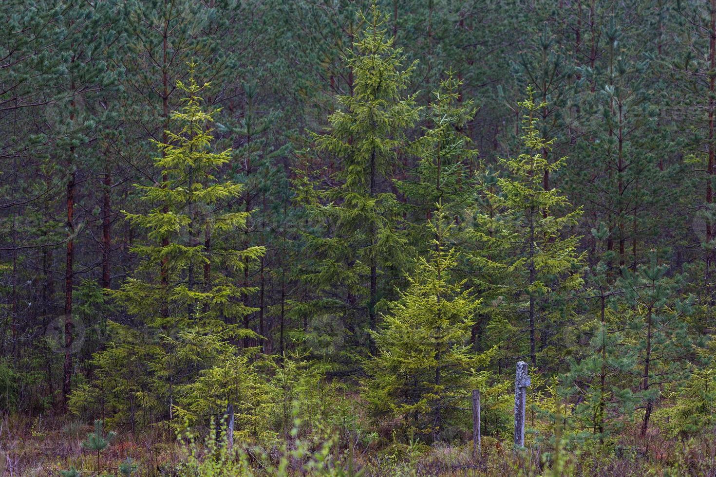 Evergreen Pine and Spruce Forests photo