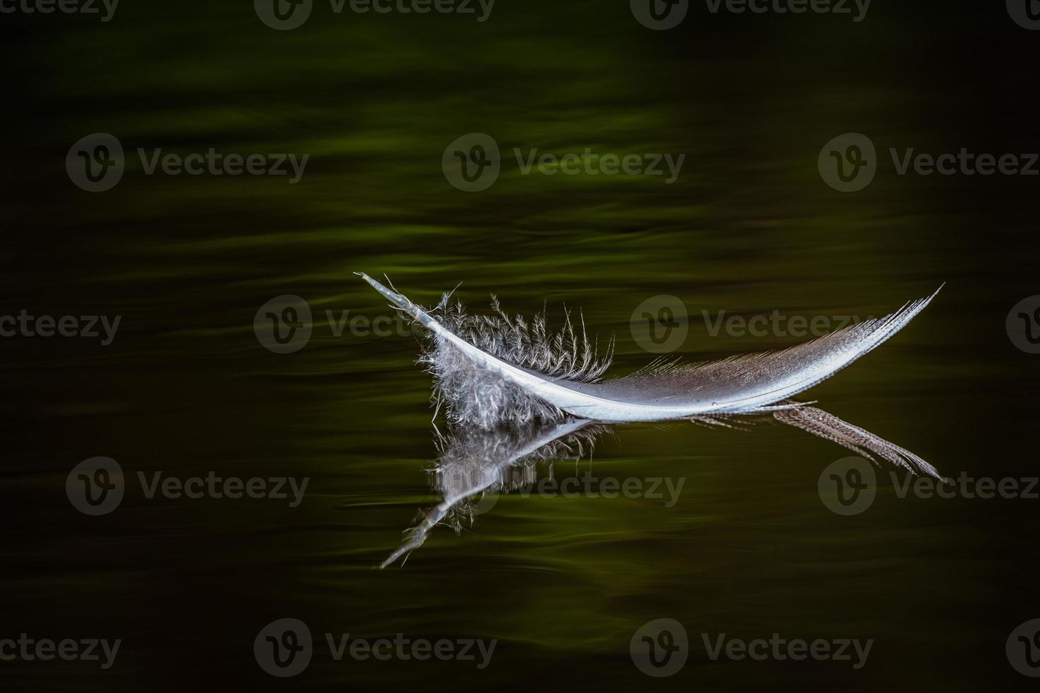 White Bird Feather on the Green Background photo