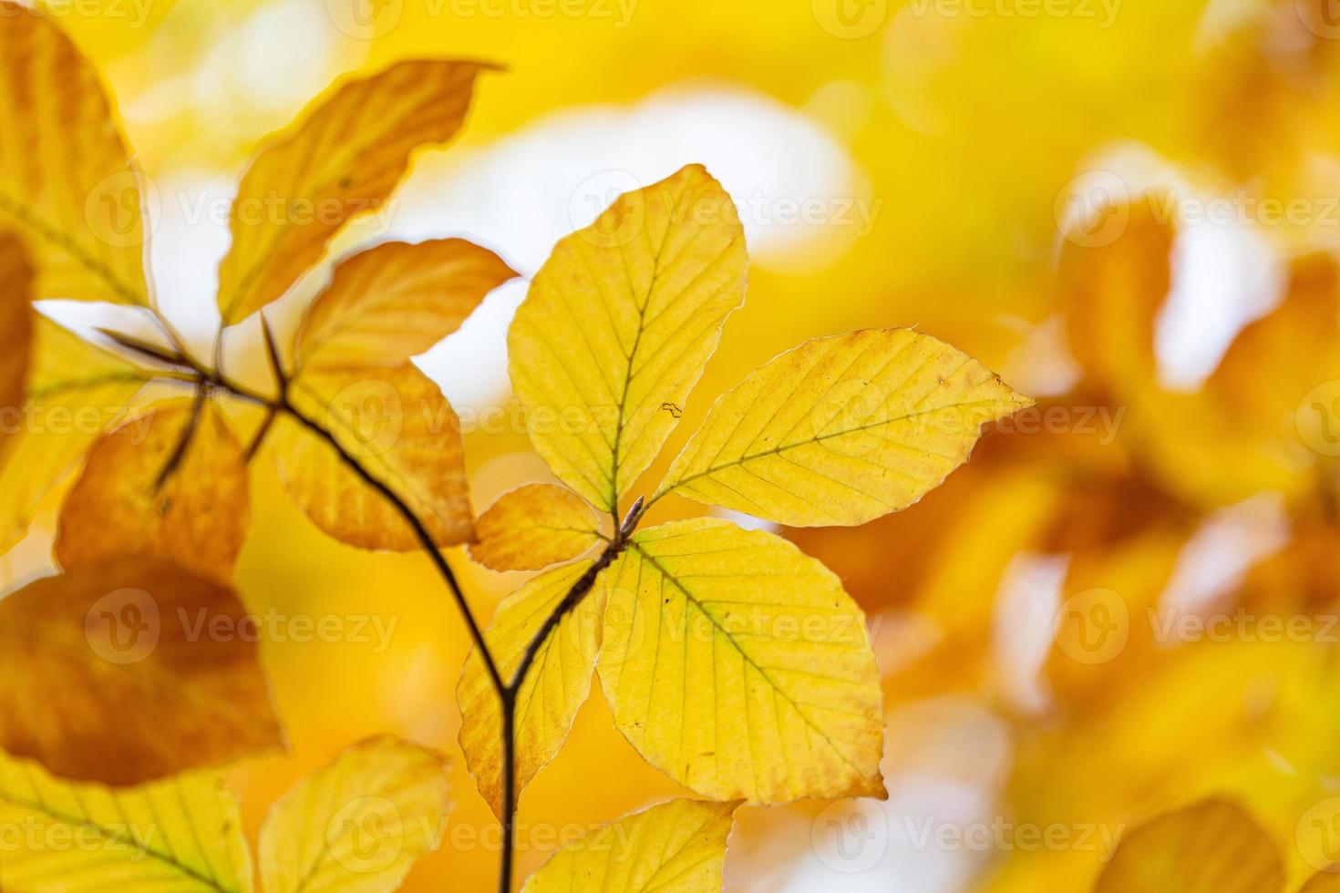 Plant Leaves in Autumn photo