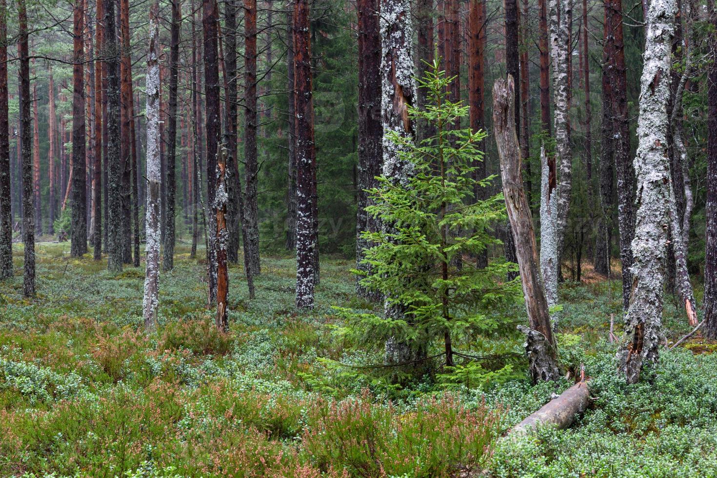 Evergreen Pine and Spruce Forests photo