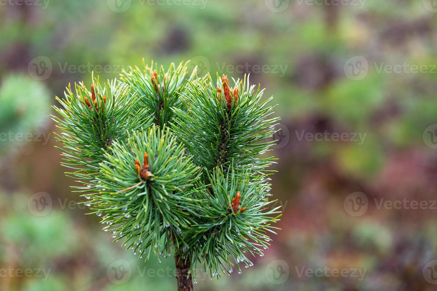 Young Pine Cones photo