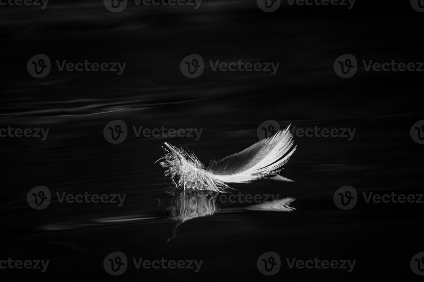 Bird Feather in Black and White photo