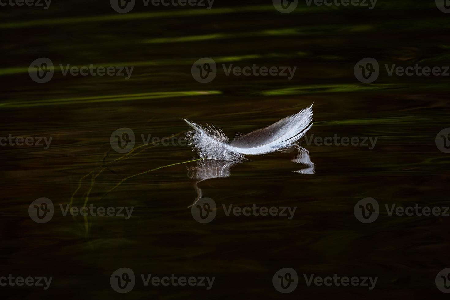 White Bird Feather on the Green Background photo