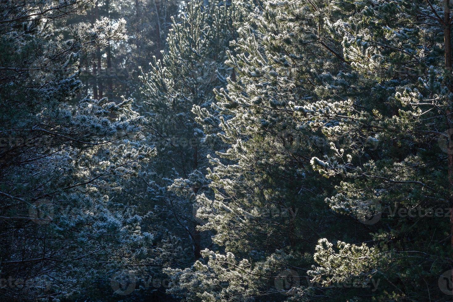 forest in the sunshine photo