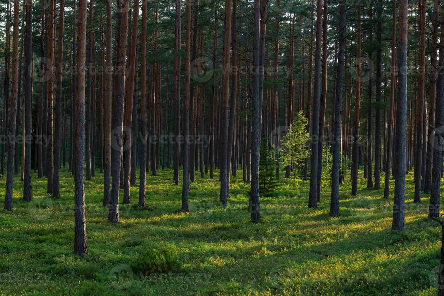 bosque bajo el sol foto