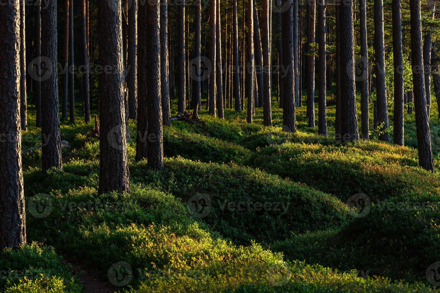 bosque bajo el sol foto