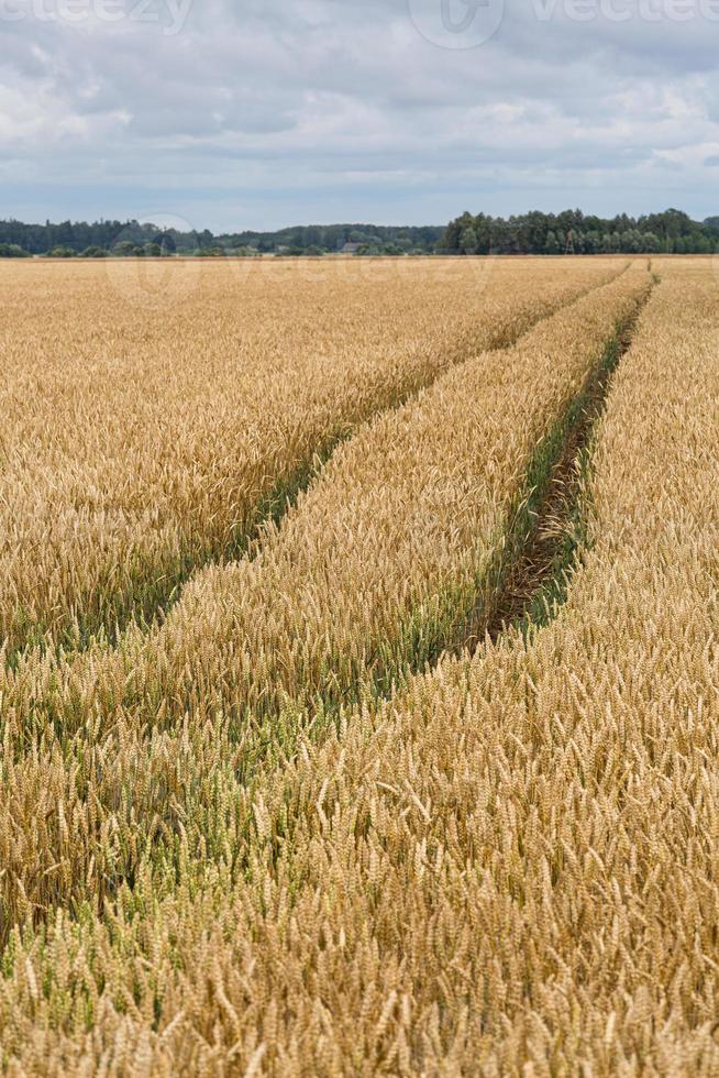 Rural Summer landscapes in Baltic States photo
