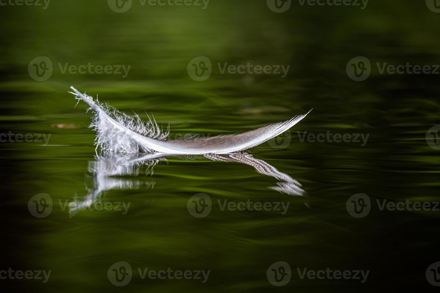 White Bird Feather on the Green Background photo