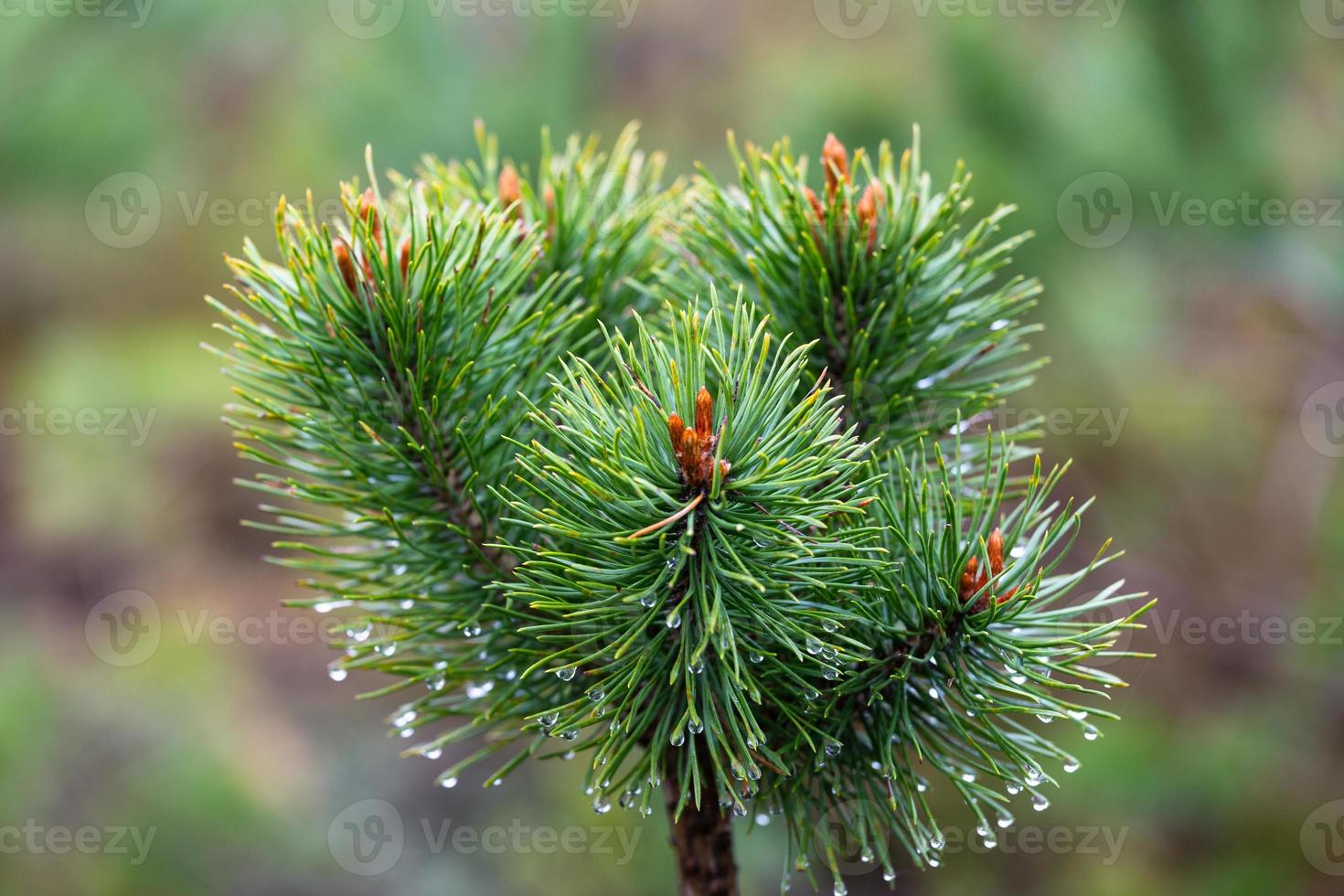 Young Pine Cones photo