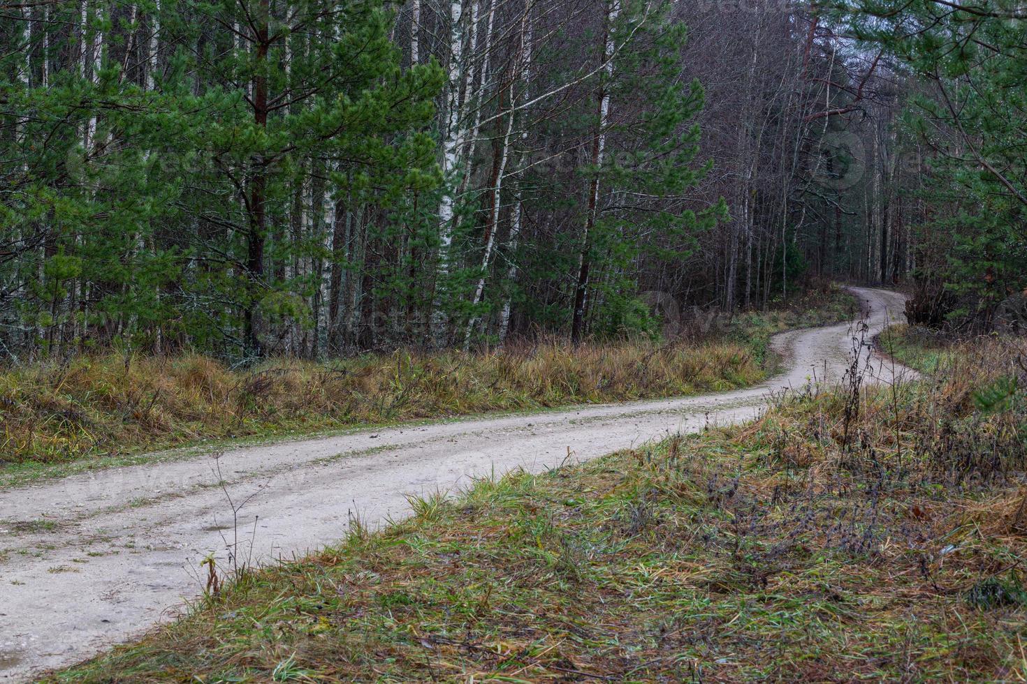 Evergreen Pine and Spruce Forests photo