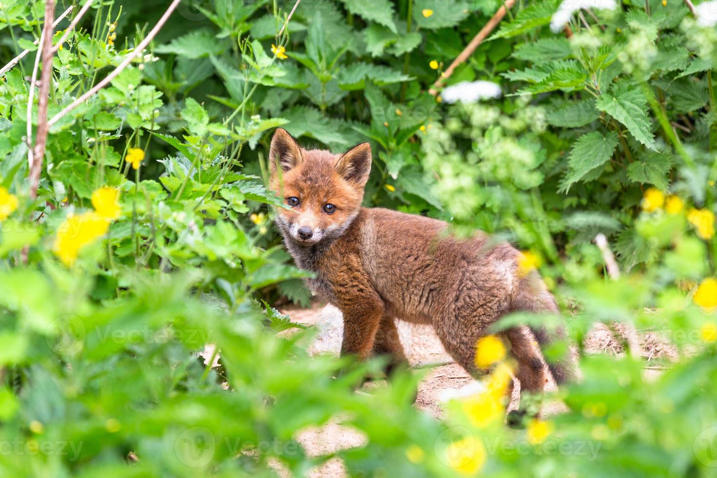 Young Foxes in Green Outdoors photo