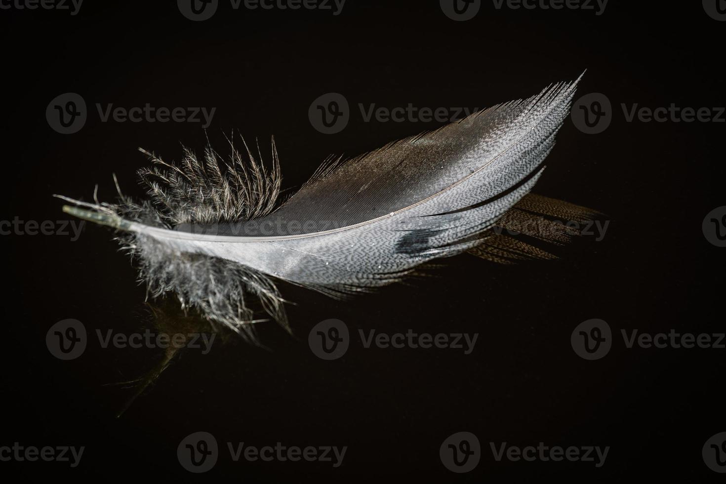 White Bird Feather on the Green Background photo