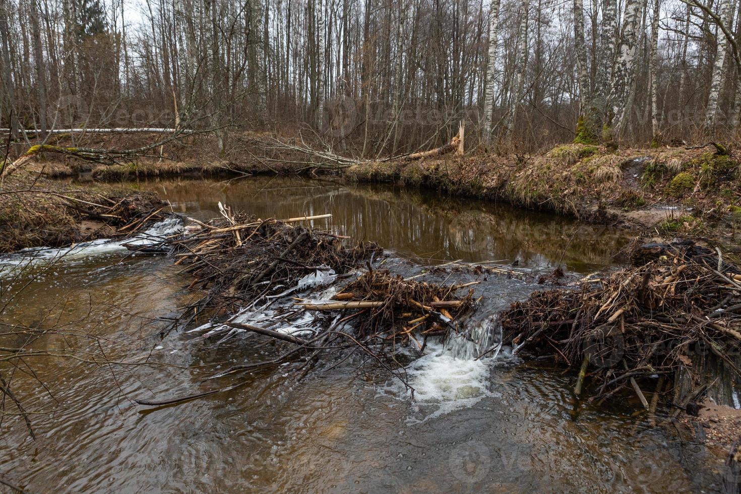 A Small Rocky Forest River in Springtime photo