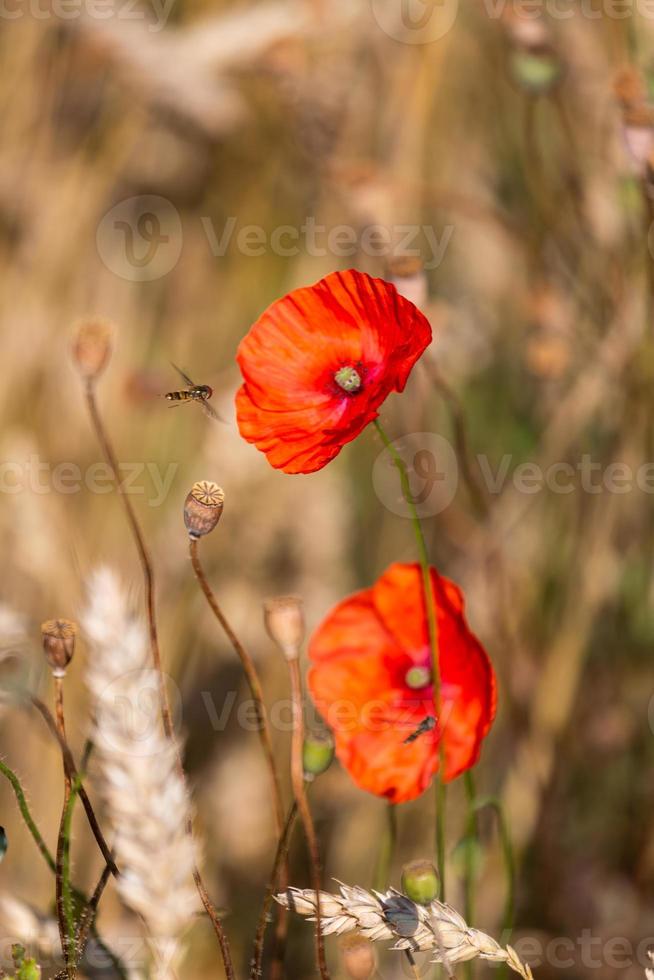 Red Poppies in a Field of Crops photo