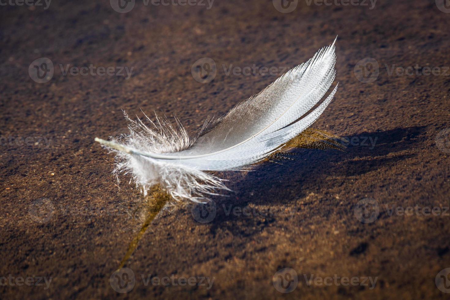 White Bird Feather on the Green Background photo