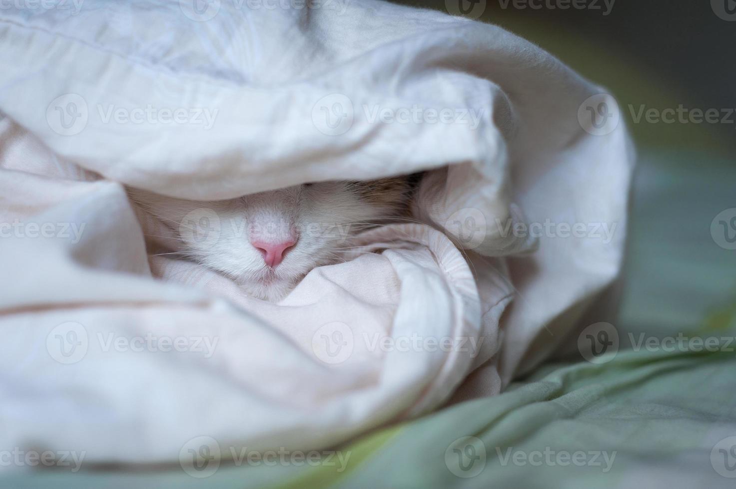 Portrait of a beautiful cat in the sunlight photo