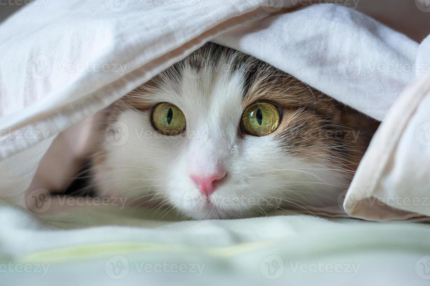 Portrait of a beautiful cat in the sunlight photo