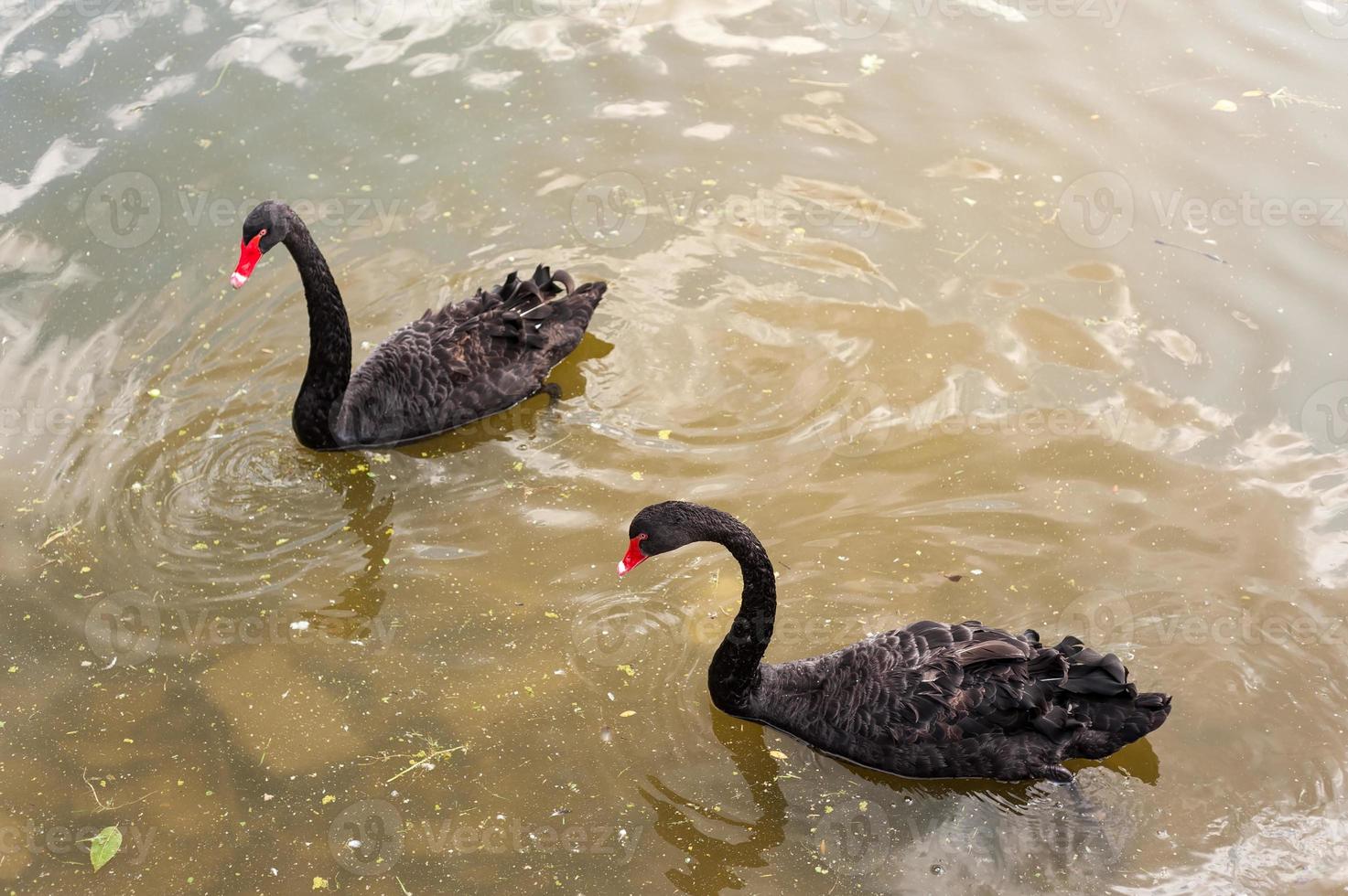 Two black swans floating on a dirty lake in polluted water photo